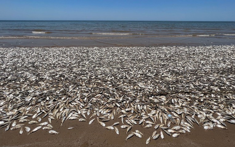 Hàng triệu con cá đang gặp hiện tượng lạ bên bờ biển, chuyên gia cảnh báo: Chuyện này có thể gây ra hậu quả khủng khiếp cho nhân loại- Ảnh 1.
