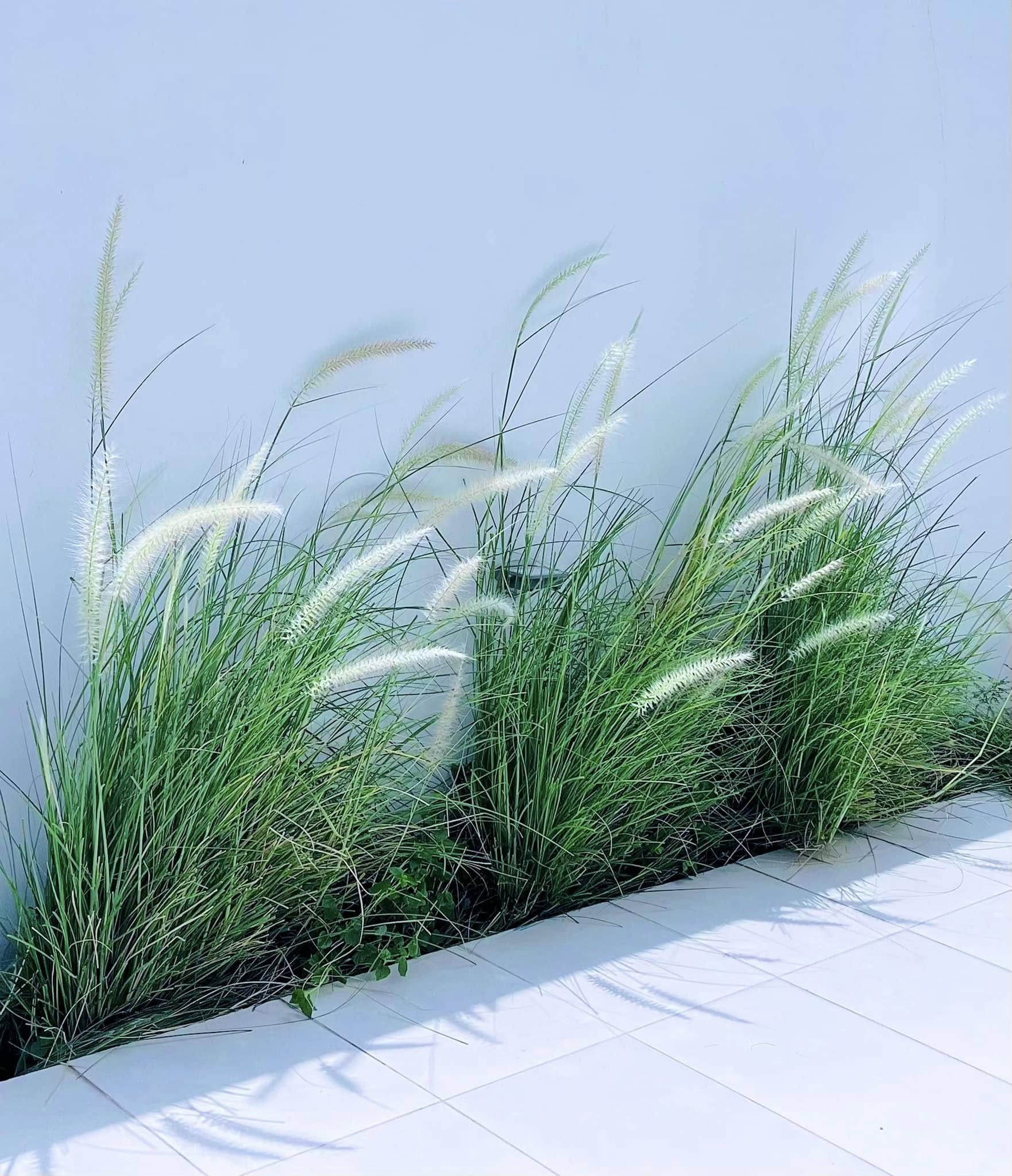 Bạch dinh 22 tỷ rộng 1000m² của Công Vinh - Thuỷ Tiên- Ảnh 7. Bạch dinh 22 tỷ rộng 1000m² của Công Vinh - Thuỷ Tiên- Ảnh 7.