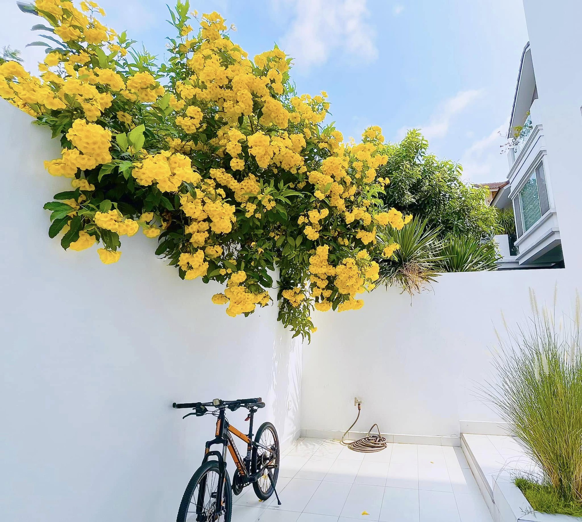 Bạch dinh 22 tỷ rộng 1000m² của Công Vinh - Thuỷ Tiên- Ảnh 3. Bạch dinh 22 tỷ rộng 1000m² của Công Vinh - Thuỷ Tiên- Ảnh 3.