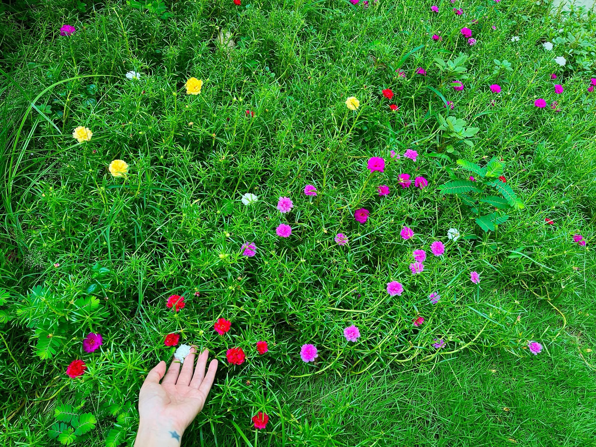 Bạch dinh 22 tỷ rộng 1000m² của Công Vinh - Thuỷ Tiên- Ảnh 6. Bạch dinh 22 tỷ rộng 1000m² của Công Vinh - Thuỷ Tiên- Ảnh 6.