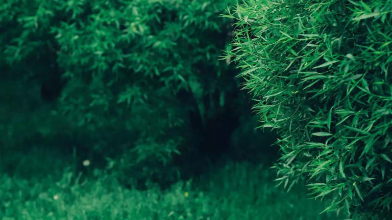 5 đặc điểm của ngôi nhà dễ bị rắn “ghé thăm”- Ảnh 5. 5 đặc điểm của ngôi nhà dễ bị rắn “ghé thăm”- Ảnh 5.