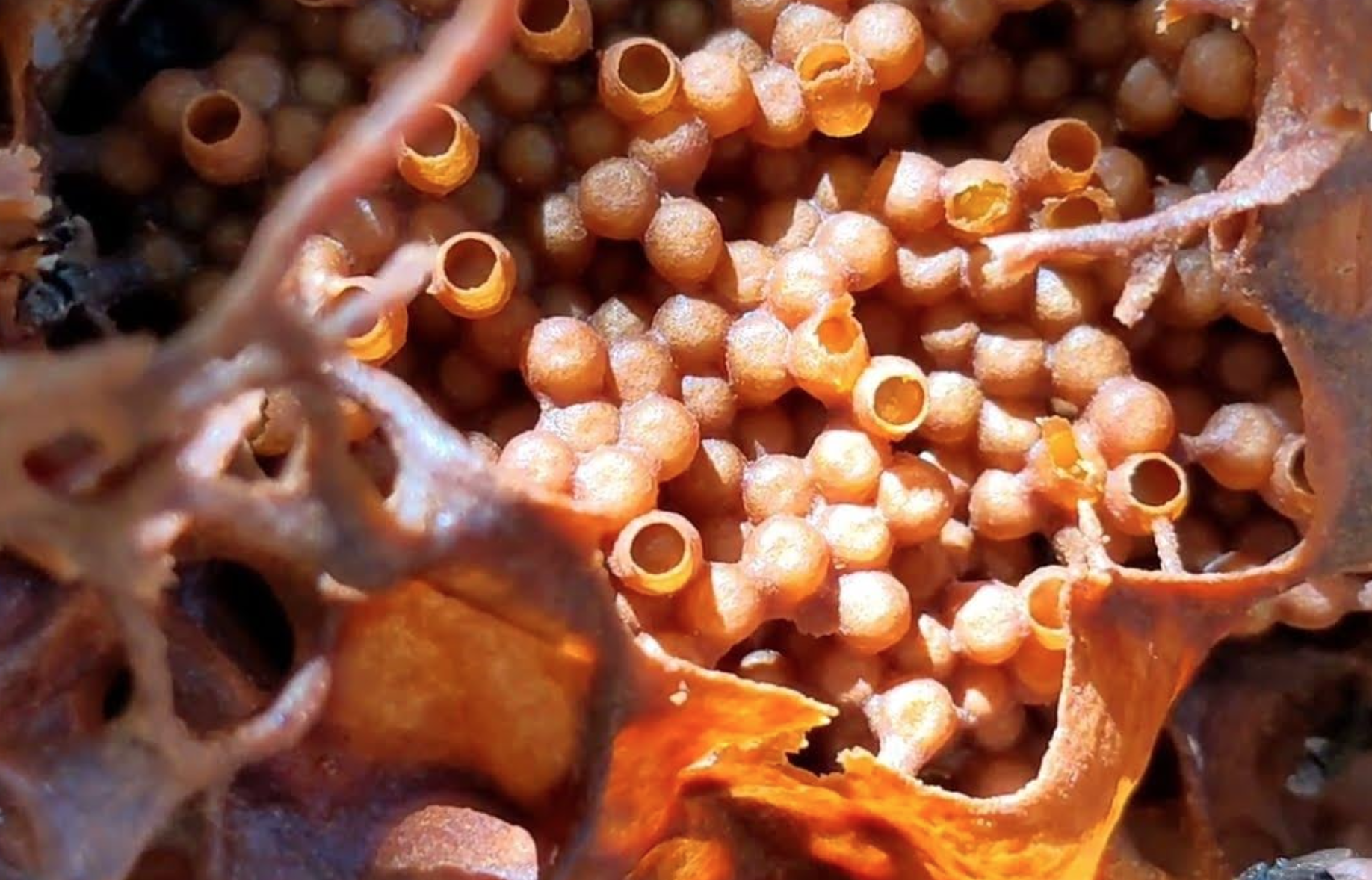 &ldquo;B&aacute;u vật&rdquo; hiếm c&oacute; ở độ cao 1.200m: Chỉ duy nhất Việt Nam sở hữu, nằm trong S&aacute;ch Đỏ- Ảnh 2.