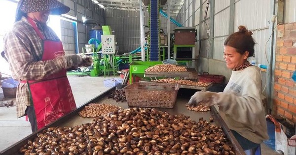 Campuchia, Nigeria cùng đưa sang Việt Nam hàng trăm nghìn tấn hàng quan trọng: Nước ta xuất khẩu top 1 thế giới