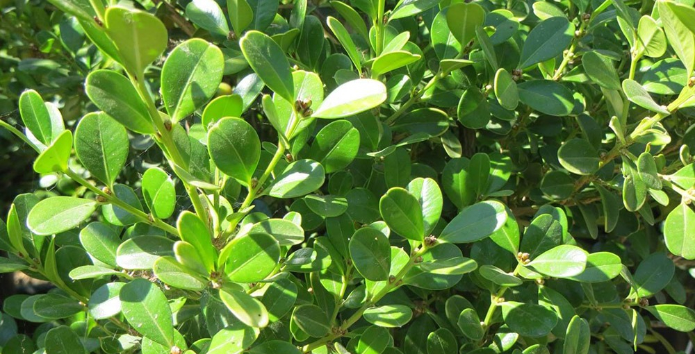 Trồng 3 c&acirc;y n&agrave;y trong nh&agrave;: T&agrave; kh&iacute; kh&ocirc;ng d&aacute;m b&eacute;n mảng, tiền t&agrave;i tự t&igrave;m đến- Ảnh 1.