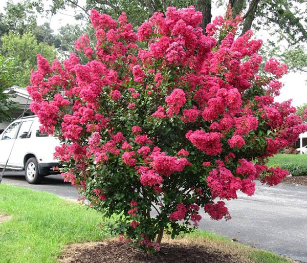 Trồng 3 c&acirc;y n&agrave;y trong nh&agrave;: T&agrave; kh&iacute; kh&ocirc;ng d&aacute;m b&eacute;n mảng, tiền t&agrave;i tự t&igrave;m đến- Ảnh 3.