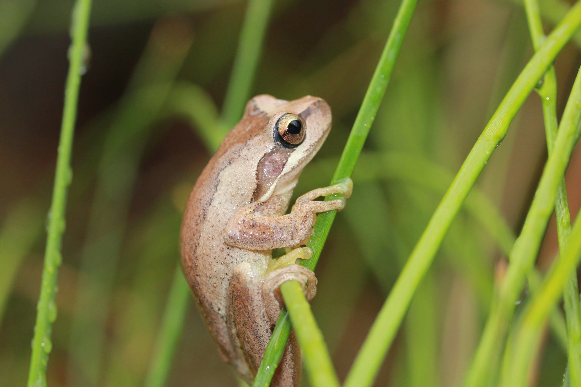 5 đặc điểm của ngôi nhà dễ bị rắn “ghé thăm”- Ảnh 1. 5 đặc điểm của ngôi nhà dễ bị rắn “ghé thăm”- Ảnh 1.