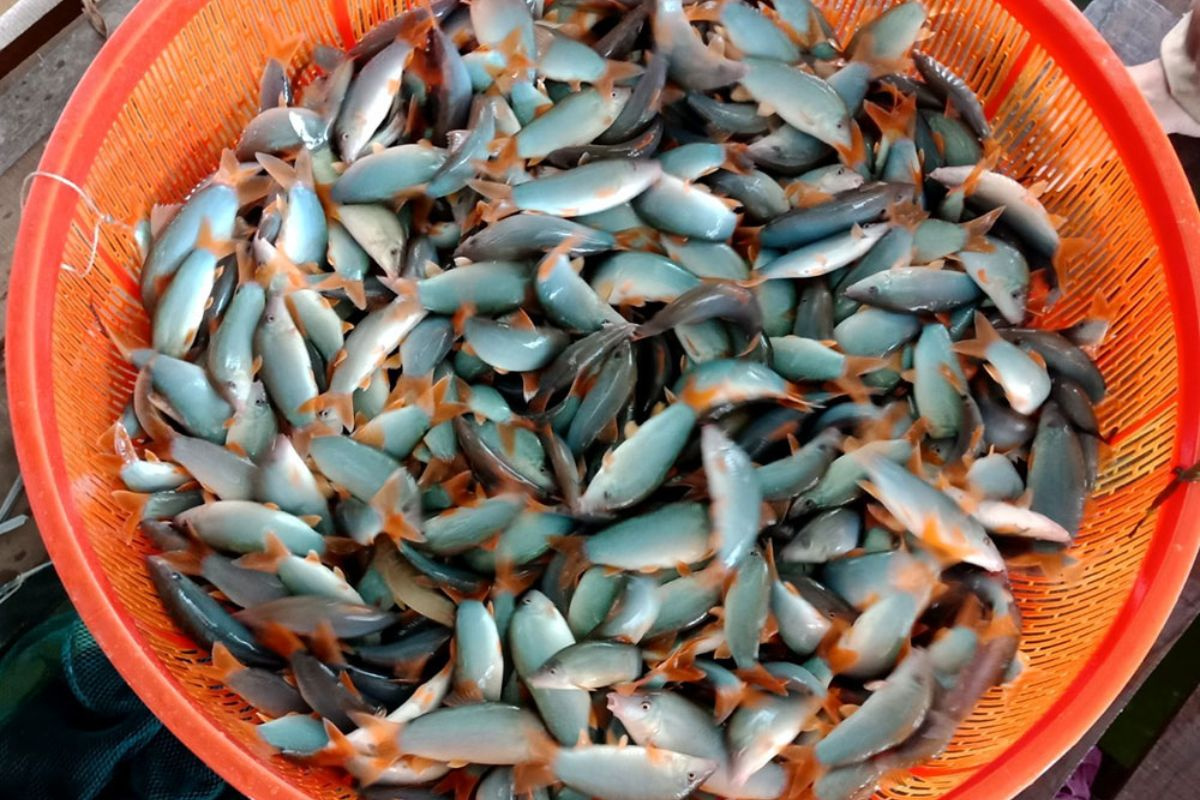 Đặc sản s&ocirc;ng M&ecirc; K&ocirc;ng c&oacute; tiếng k&ecirc;u eng &eacute;c như lợn: N&ocirc;ng d&acirc;n nu&ocirc;i th&agrave;nh c&ocirc;ng, gi&aacute; nửa triệu đồng/kg- Ảnh 1.