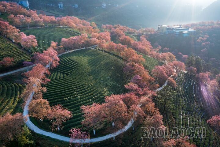 Tên đèo Ô Quy Hồ có ý nghĩa gì?- Ảnh 5.