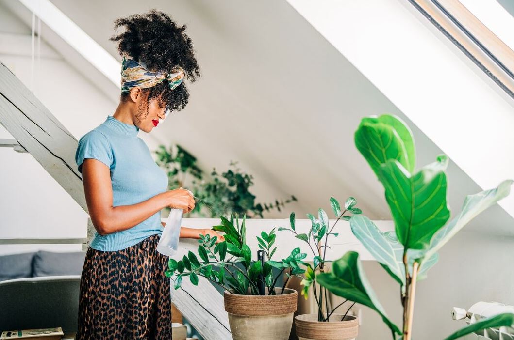 4 loại cây mọi ngôi nhà nên có- Ảnh 1. 4 loại cây mọi ngôi nhà nên có- Ảnh 1.