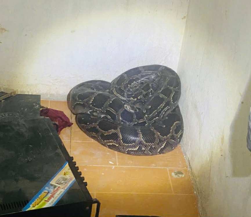 Con vật quý hiếm nặng 30kg bất ngờ viếng thăm vườn nhà dân- Ảnh 1. Con vật quý hiếm nặng 30kg bất ngờ viếng thăm vườn nhà dân- Ảnh 1.