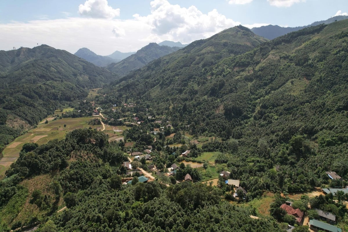 Lo&agrave;i c&acirc;y l&agrave;m gi&agrave;u mệnh danh &ldquo;c&acirc;y hạnh ph&uacute;c&rdquo;, đưa Việt Nam v&agrave;o nh&oacute;m Top 3 to&agrave;n cầu- Ảnh 1.