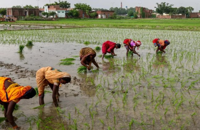 Buồn của quốc gia sản xuất gạo hàng đầu thế giới: Từng cấm xuất khẩu do thiếu hụt nay dư cung trầm trọng, giá nội địa sắp giảm thêm 15%