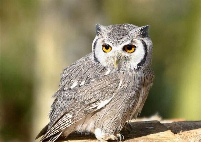 5 loài vật vào nhà báo điềm xui, thầy phong thủy khuyên chớ coi thường - Ảnh 4. 5 loài vật vào nhà báo điềm xui, thầy phong thủy khuyên chớ coi thường - Ảnh 4.