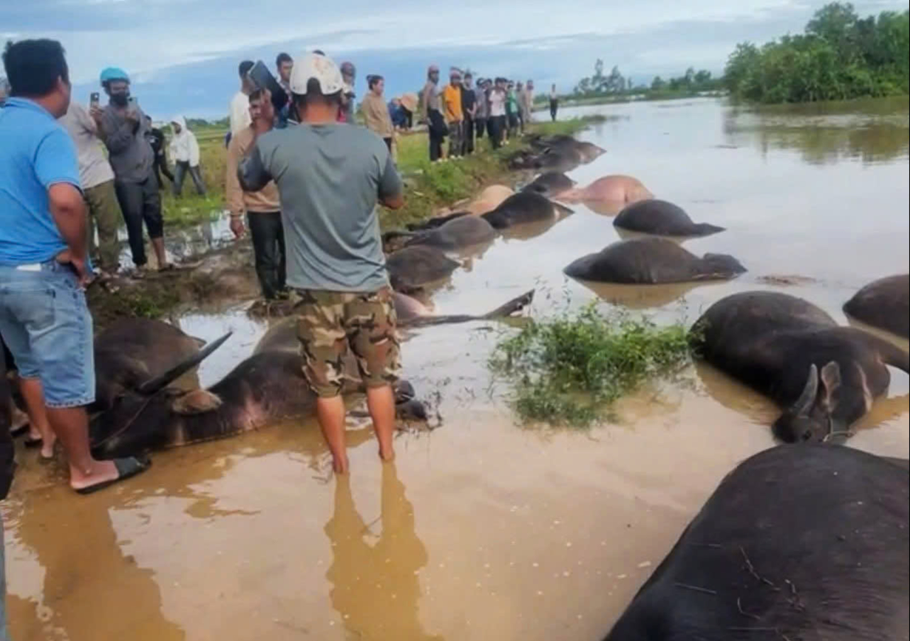 Bão số 13 Kalmaegi: 23 con trâu cột ngoài đồng chết do ngạt nước- Ảnh 1.