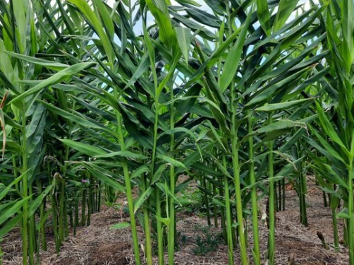 Loại củ là gia vị quý của thế giới Việt Nam trồng bạt ngàn: Thu về hơn 48 triệu USD kể từ đầu năm, nước ta là ông lớn thứ 3 thế giới - Ảnh 1.