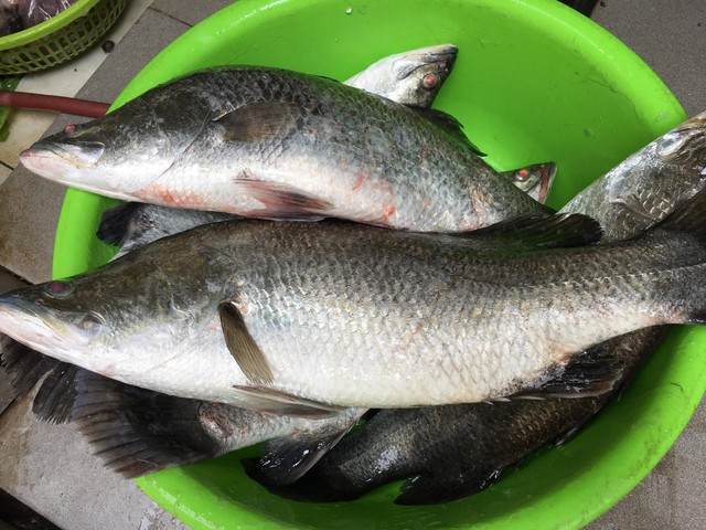 Loại cá được chuyên gia Trung Quốc khen Loại cá được chuyên gia Trung Quốc khen