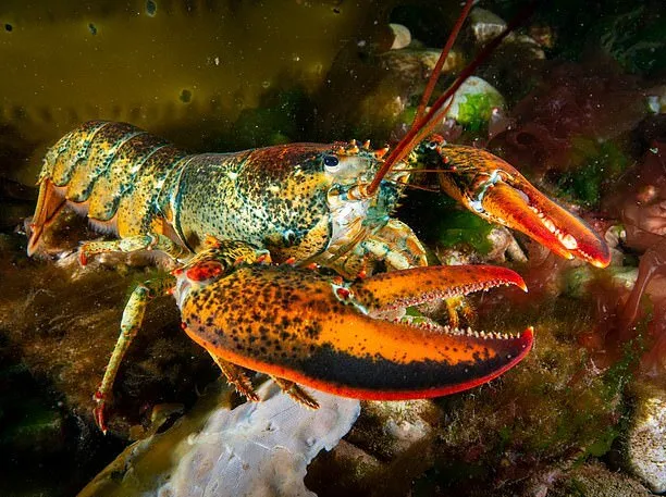 Phát Hiện Hạt Vi Nhựa Trong Loại Hải Sản Đắt Đỏ Bậc Nhất- Ảnh 1. Phát Hiện Hạt Vi Nhựa Trong Loại Hải Sản Đắt Đỏ Bậc Nhất- Ảnh 1.