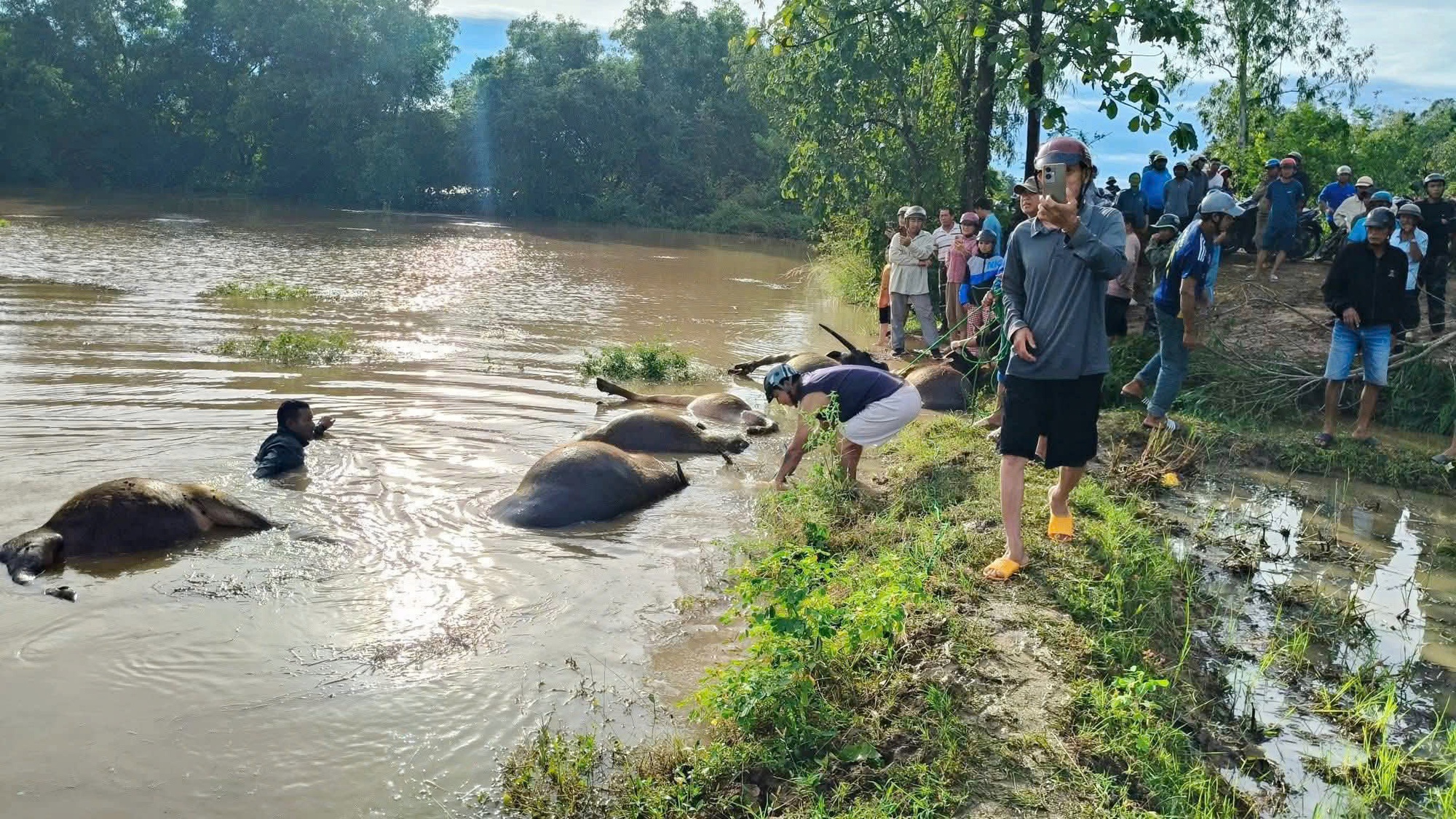 Bão số 13 Kalmaegi: 23 con trâu cột ngoài đồng chết do ngạt nước- Ảnh 2.
