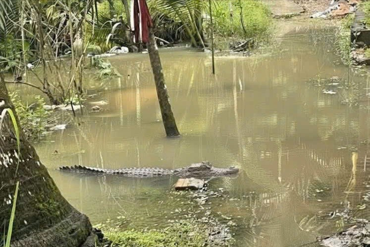 Xác minh tin cá sấu xuất hiện trong vườn nhà dân ở Cần Thơ- Ảnh 1.