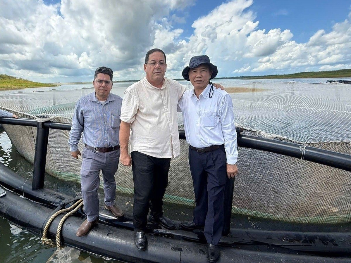 Sau hơn 10 năm, một loài cá tỷ USD của Việt Nam tạo nên kỳ tích tại Cuba: Tiềm năng rất lớn