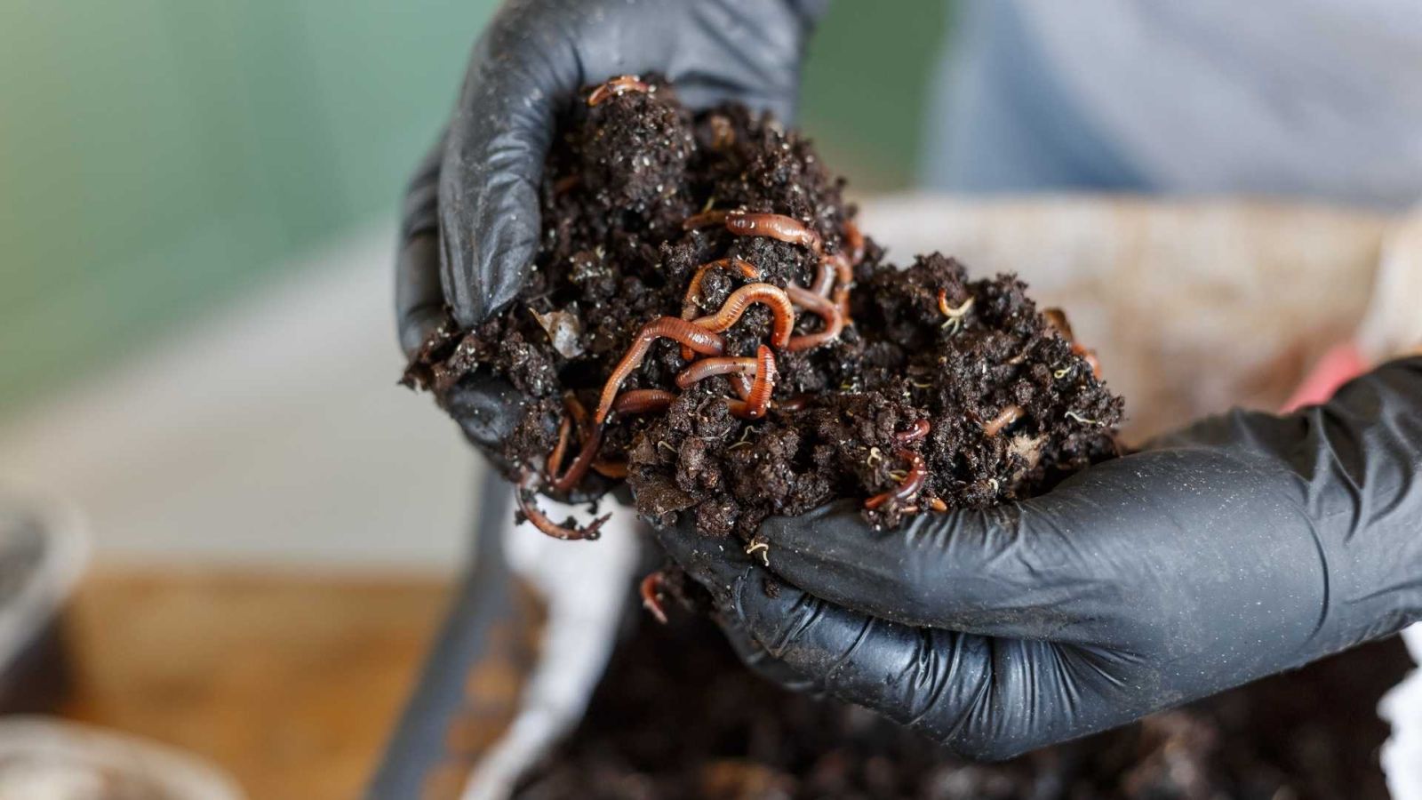 'Kho báu’ của người Việt: Chuyên gia Việt Nam giúp Cuba nuôi thành công, tiết kiệm 2 USD mỗi kg nhập khẩu- Ảnh 2.