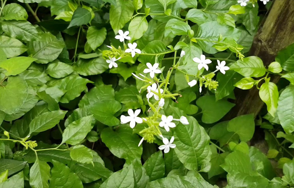 7 cây cảnh đẹp nhưng dễ dụ rắn đến nhà, nếu trồng phải đặc biệt lưu ý- Ảnh 4. 7 cây cảnh đẹp nhưng dễ dụ rắn đến nhà, nếu trồng phải đặc biệt lưu ý- Ảnh 4.