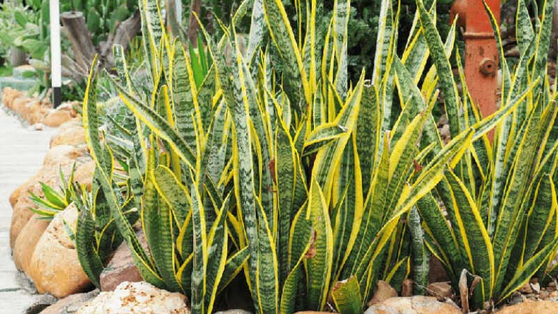 Top 5 loại cây “đuổi” bụi mịn độc hại trong nhà- Ảnh 1. Top 5 loại cây “đuổi” bụi mịn độc hại trong nhà- Ảnh 1.