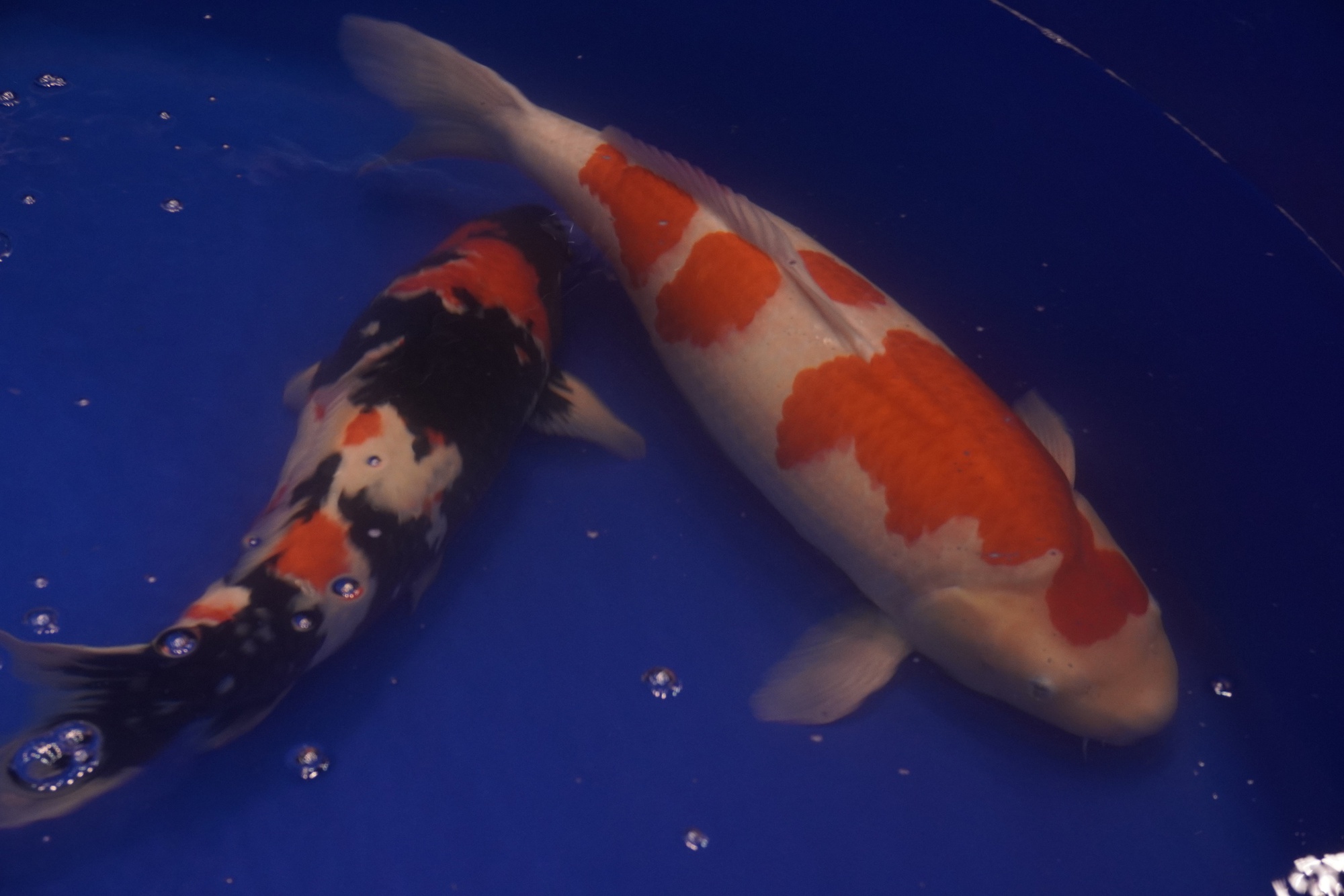 Chú cá Koi “bơi” từ Huế vào TP HCM giành ngôi vô địch- Ảnh 7.