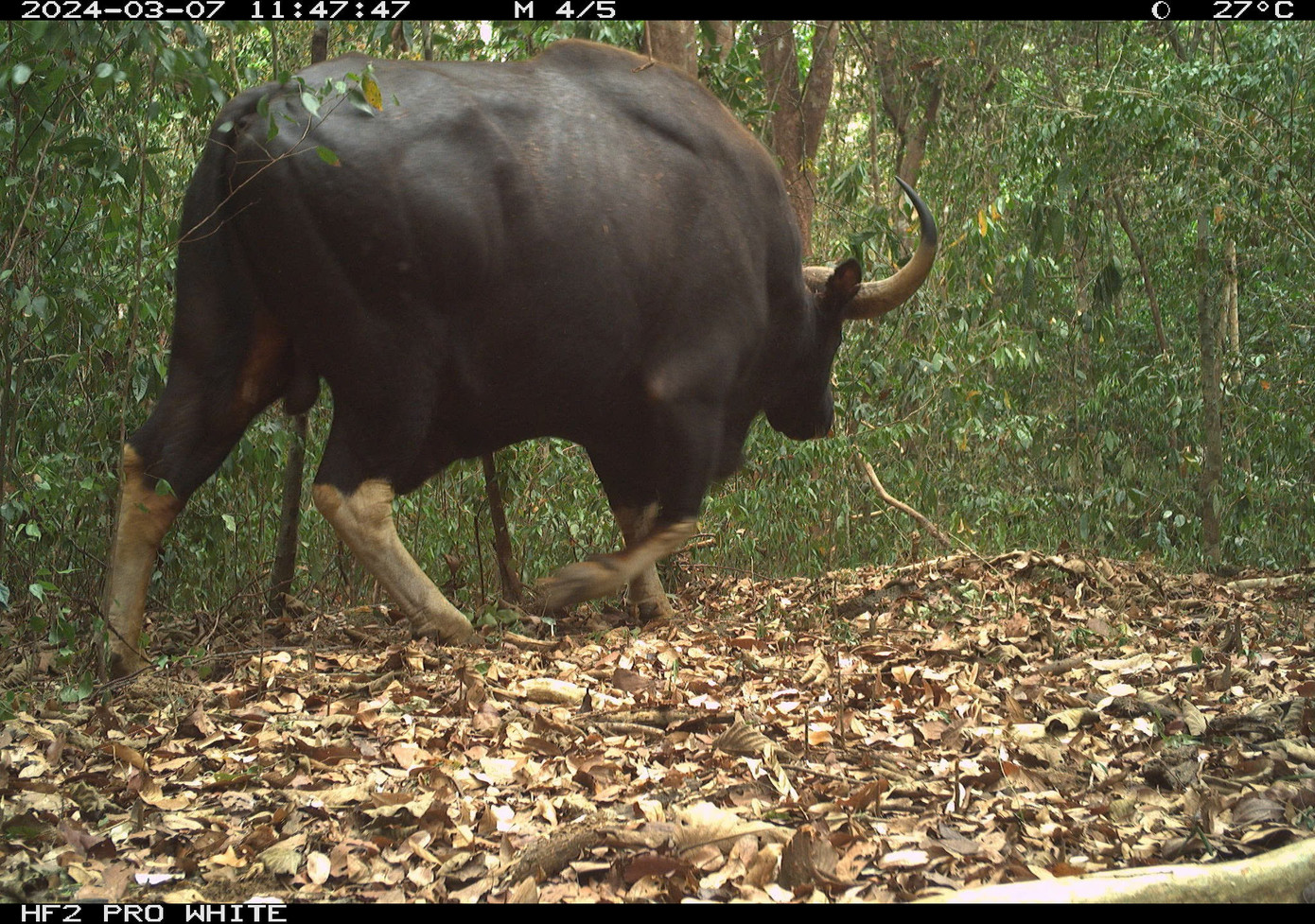Ph&aacute;t hiện c&aacute;c lo&agrave;i th&uacute; cực kỳ b&iacute; ẩn ở Việt Nam- Ảnh 8.