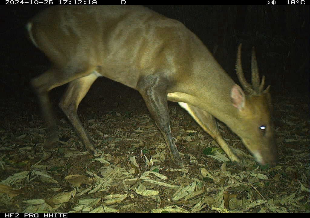 Ph&aacute;t hiện c&aacute;c lo&agrave;i th&uacute; cực kỳ b&iacute; ẩn ở Việt Nam- Ảnh 6.