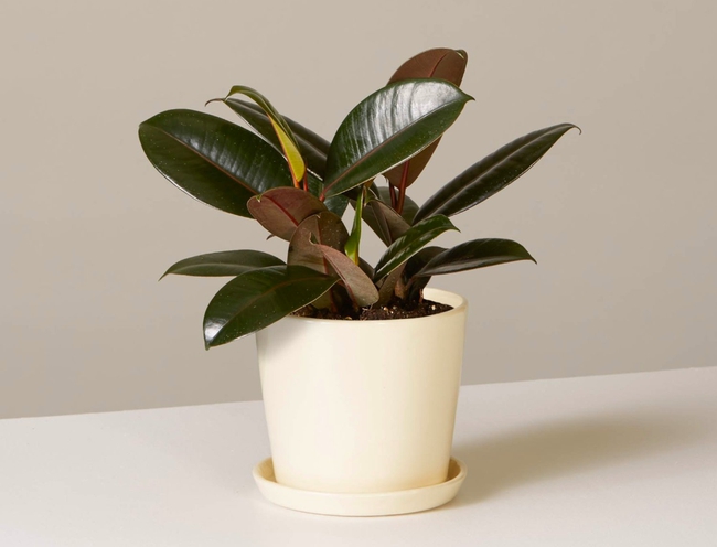 Top 5 loại cây “đuổi” bụi mịn độc hại trong nhà- Ảnh 2. Top 5 loại cây “đuổi” bụi mịn độc hại trong nhà- Ảnh 2.