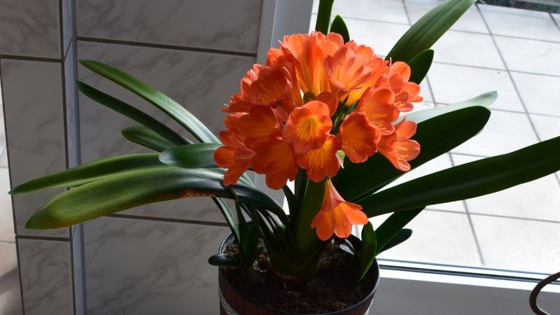 Loài cây "dễ chiều" hơn kim tiền 100 lần, trồng đâu xanh đó, tài lộc kéo vào nhà- Ảnh 1. Loài cây "dễ chiều" hơn kim tiền 100 lần, trồng đâu xanh đó, tài lộc kéo vào nhà- Ảnh 1.