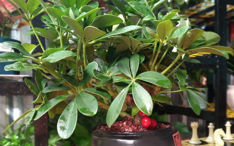 Loài cây "dễ chiều" hơn kim tiền 100 lần, trồng đâu xanh đó, tài lộc kéo vào nhà- Ảnh 3. Loài cây "dễ chiều" hơn kim tiền 100 lần, trồng đâu xanh đó, tài lộc kéo vào nhà- Ảnh 3.