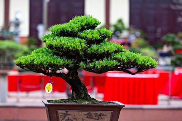 Loài cây "dễ chiều" hơn kim tiền 100 lần, trồng đâu xanh đó, tài lộc kéo vào nhà- Ảnh 2. Loài cây "dễ chiều" hơn kim tiền 100 lần, trồng đâu xanh đó, tài lộc kéo vào nhà- Ảnh 2.