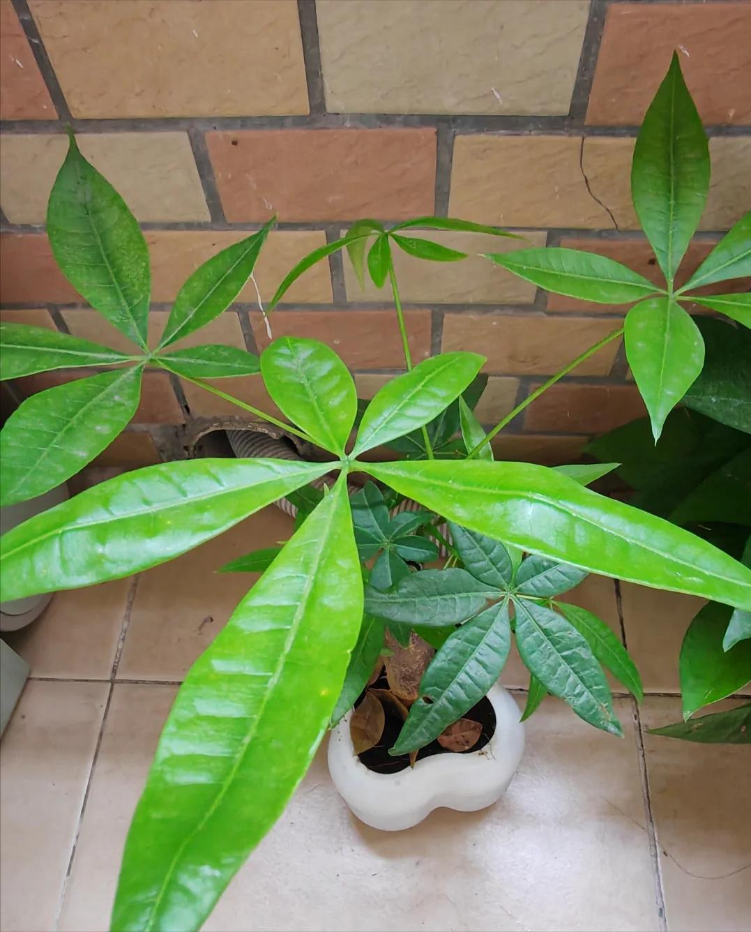 Tôi khuyên bạn hãy bỏ ngay cây kim ngân trong nhà, nếu không muốn “rước xui” và chỉ còn lại chậu đất trống- Ảnh 2. Tôi khuyên bạn hãy bỏ ngay cây kim ngân trong nhà, nếu không muốn “rước xui” và chỉ còn lại chậu đất trống- Ảnh 2.