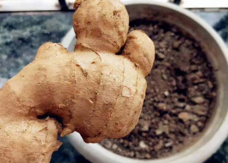 Tôi "tiếc đứt ruột" vì sống đến giờ mới biết 3 mẹo bảo quản gừng nửa năm vẫn tươi ngon, giữ được nhiều dinh dưỡng!- Ảnh 3.