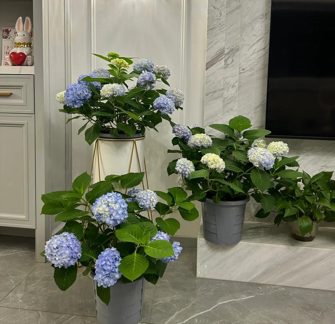 Trồng 1 trong 5 loại hoa này trước cửa, 9/10 gia đình đều “đón lộc vào nhà”- Ảnh 3. Trồng 1 trong 5 loại hoa này trước cửa, 9/10 gia đình đều “đón lộc vào nhà”- Ảnh 3.