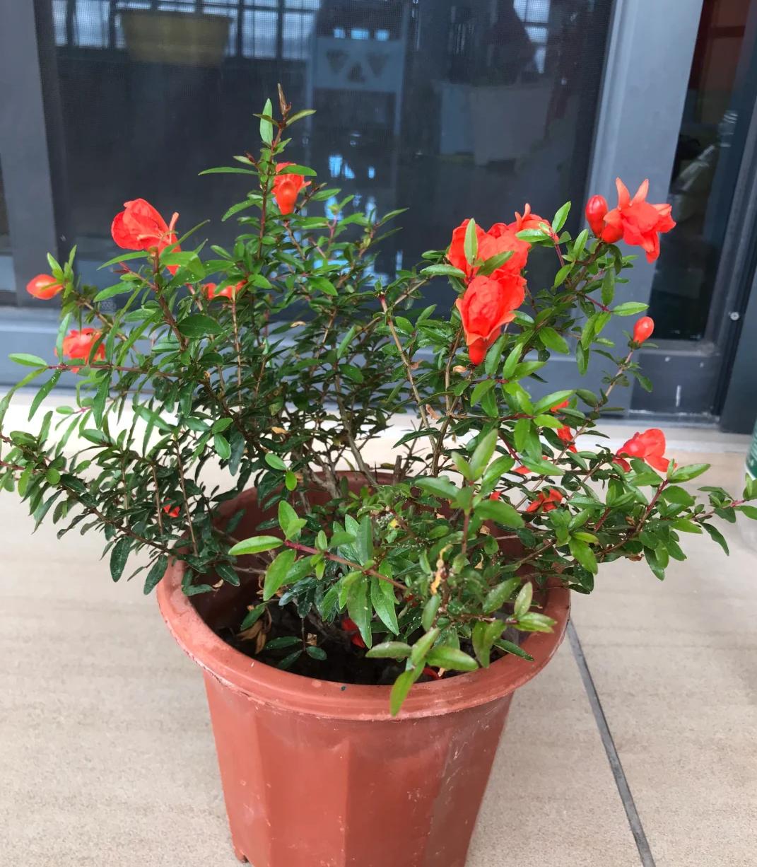 Trồng 1 trong 5 loại hoa này trước cửa, 9/10 gia đình đều “đón lộc vào nhà”- Ảnh 4. Trồng 1 trong 5 loại hoa này trước cửa, 9/10 gia đình đều “đón lộc vào nhà”- Ảnh 4.