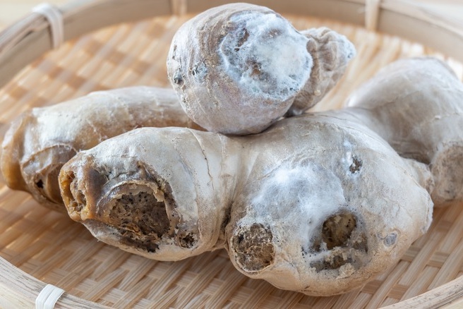 Tôi "tiếc đứt ruột" vì sống đến giờ mới biết 3 mẹo bảo quản gừng nửa năm vẫn tươi ngon, giữ được nhiều dinh dưỡng!- Ảnh 4.