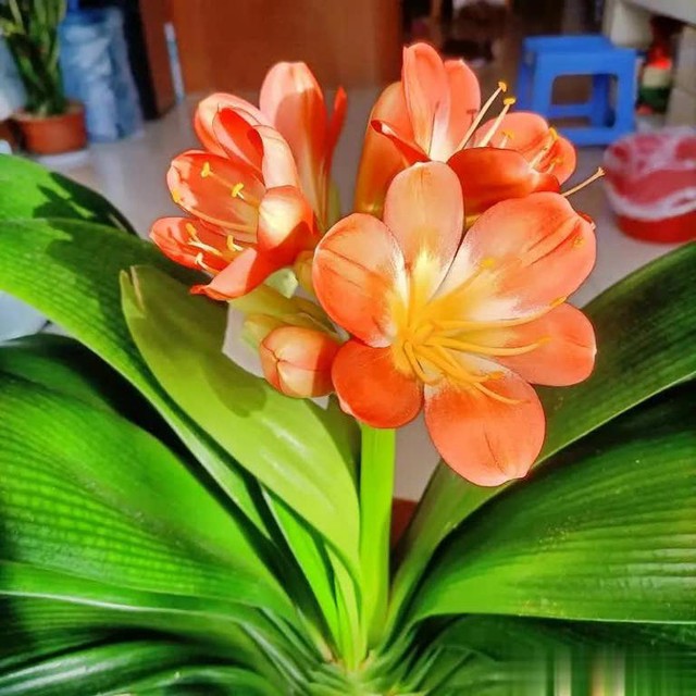 5 loại hoa thanh lọc không khí trong nhà- Ảnh 3.