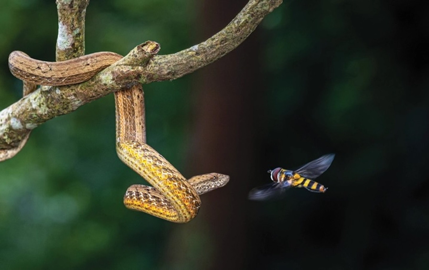 Rắn lục mắt hồng ngọc v&agrave; những ảnh thi&ecirc;n nhi&ecirc;n hoang d&atilde; đẹp m&ecirc; hồn- Ảnh 13.