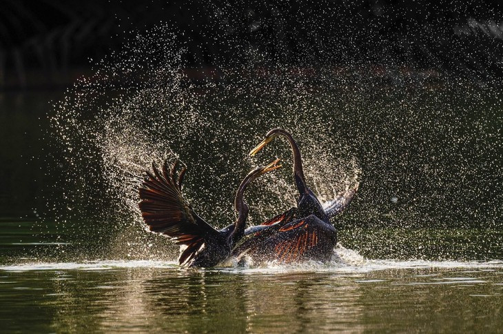 Rắn lục mắt hồng ngọc v&agrave; những ảnh thi&ecirc;n nhi&ecirc;n hoang d&atilde; đẹp m&ecirc; hồn- Ảnh 11.