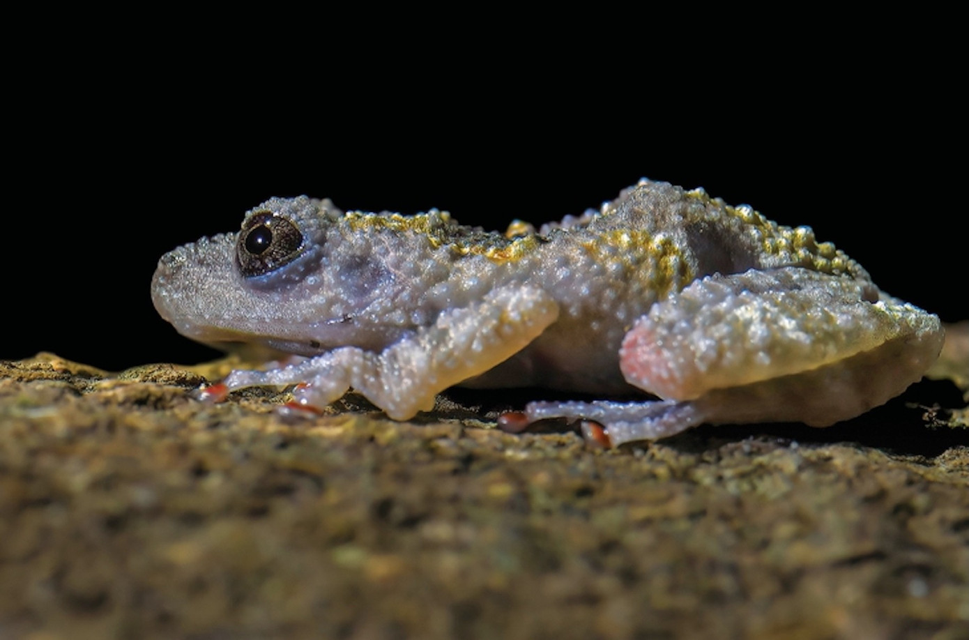 Rắn lục mắt hồng ngọc v&agrave; những ảnh thi&ecirc;n nhi&ecirc;n hoang d&atilde; đẹp m&ecirc; hồn- Ảnh 14.