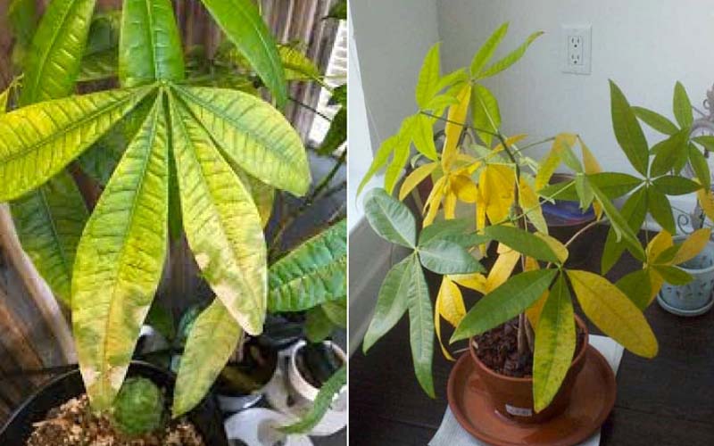 Tôi khuyên bạn hãy bỏ ngay cây kim ngân trong nhà, nếu không muốn “rước xui” và chỉ còn lại chậu đất trống- Ảnh 4. Tôi khuyên bạn hãy bỏ ngay cây kim ngân trong nhà, nếu không muốn “rước xui” và chỉ còn lại chậu đất trống- Ảnh 4.