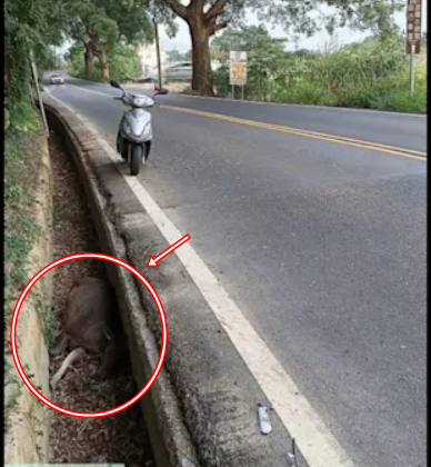 Con vật nặng hơn 100kg chết bất thường trong mương giữa dịch bệnh: Cư dân lo ngại, chính quyền vào cuộc- Ảnh 2. Con vật nặng hơn 100kg chết bất thường trong mương giữa dịch bệnh: Cư dân lo ngại, chính quyền vào cuộc- Ảnh 2.