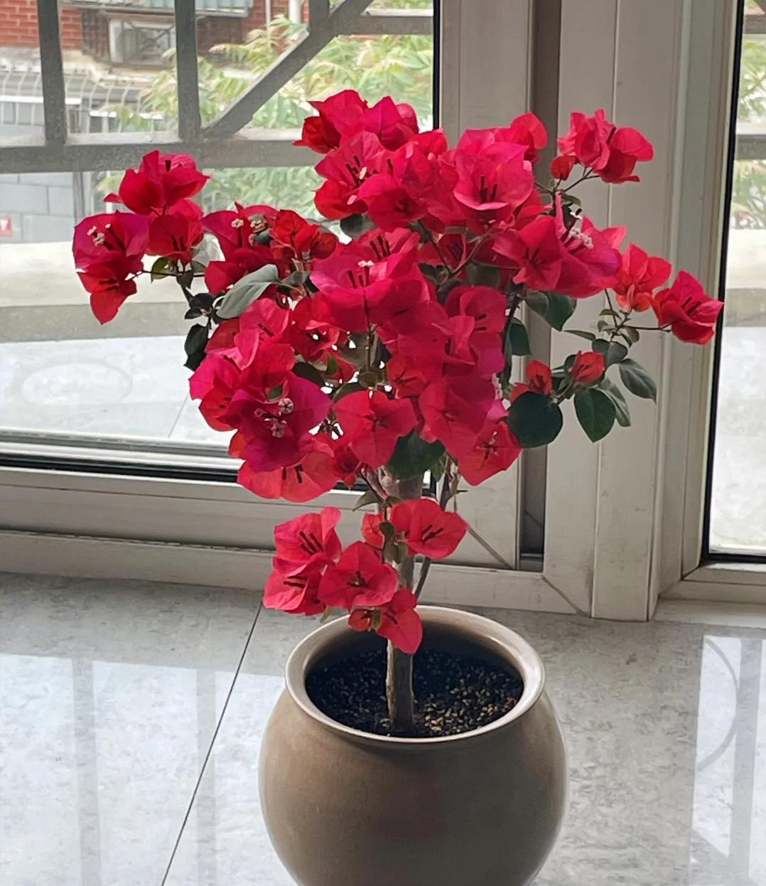 Trồng 1 trong 5 loại hoa này trước cửa, 9/10 gia đình đều “đón lộc vào nhà”- Ảnh 2. Trồng 1 trong 5 loại hoa này trước cửa, 9/10 gia đình đều “đón lộc vào nhà”- Ảnh 2.