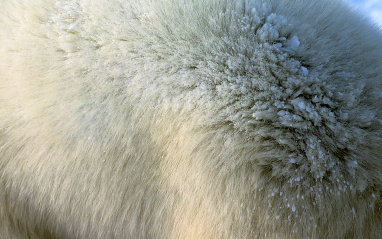 Mấy sợi lông êm mượt này có thể cứu giúp nhân loại- Ảnh 1.