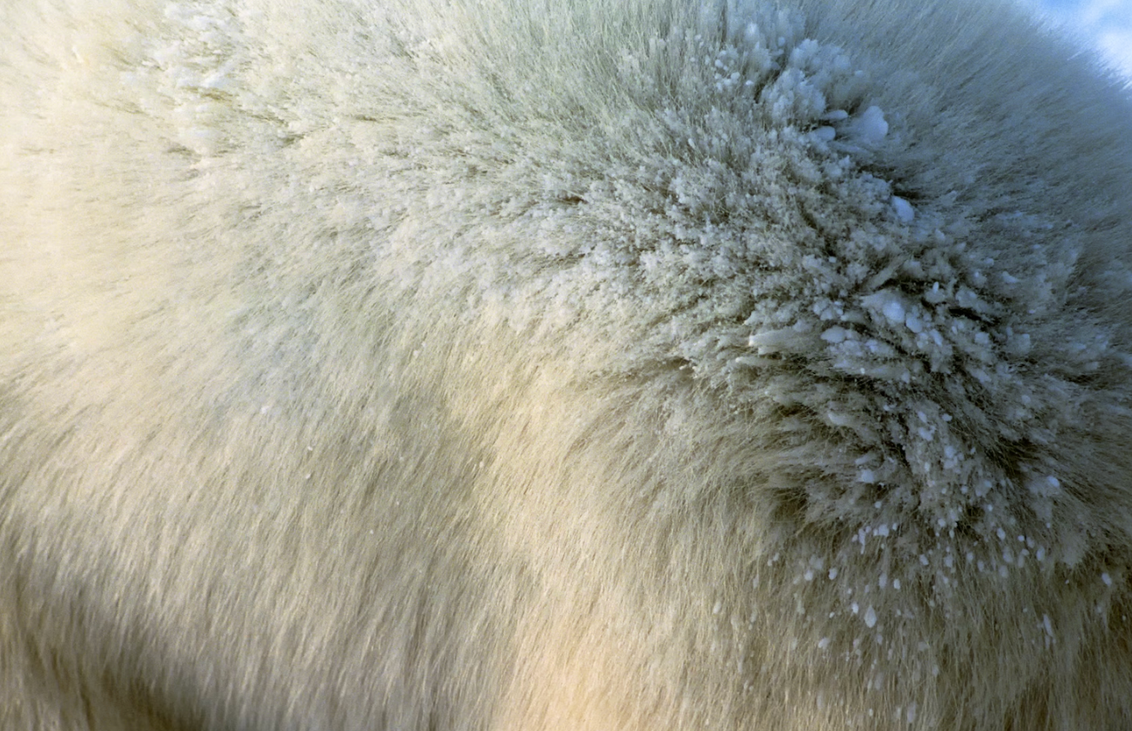 Mấy sợi lông êm mượt này có thể cứu giúp nhân loại- Ảnh 2.