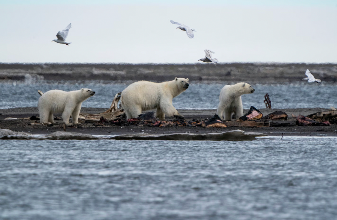 Mấy sợi lông êm mượt này có thể cứu giúp nhân loại- Ảnh 3.