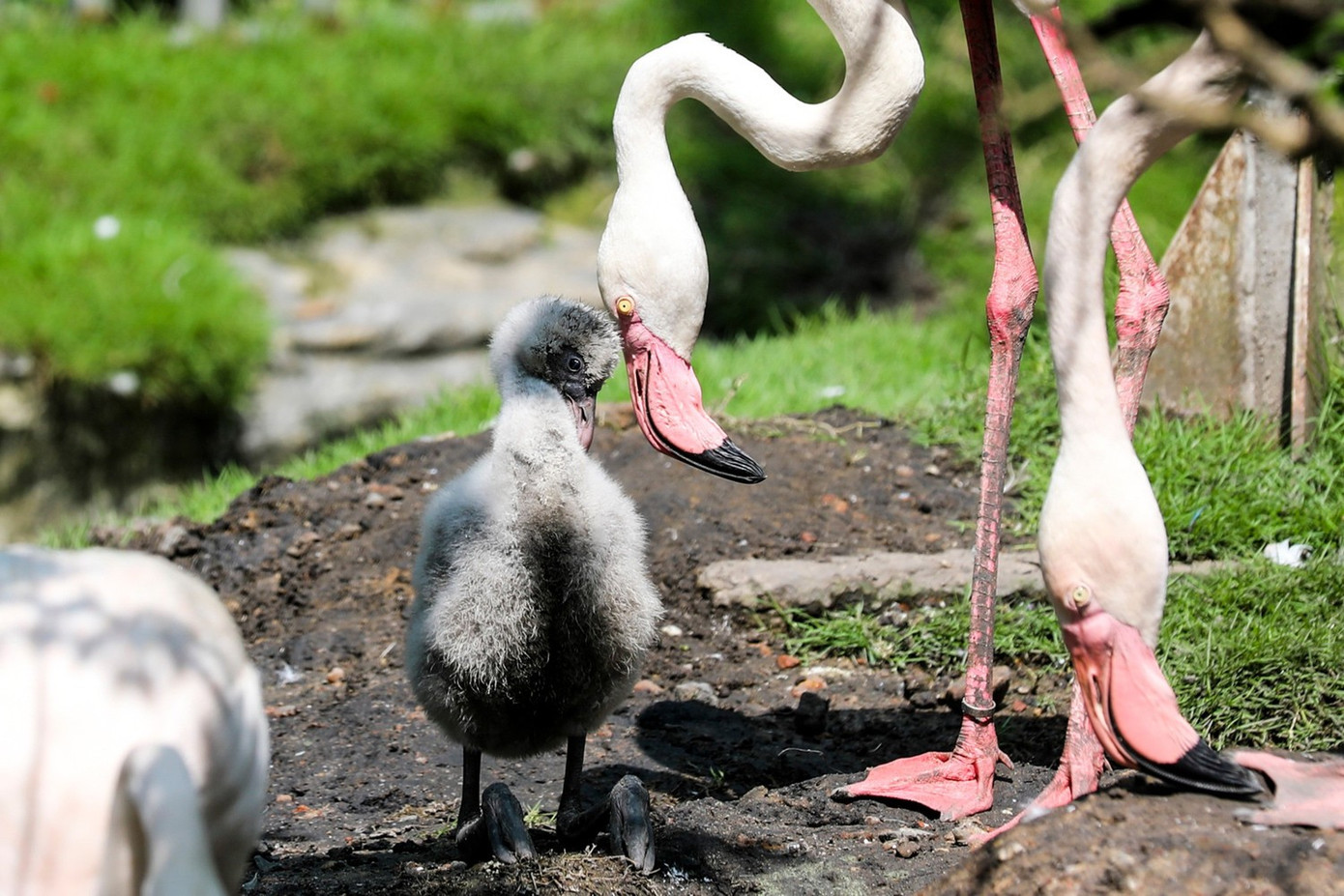 Gài ma túy vu khống đồng nghiệp; Công an làm việc với tiệm bánh mì vụ 162 người ngộ độc- Ảnh 5.
